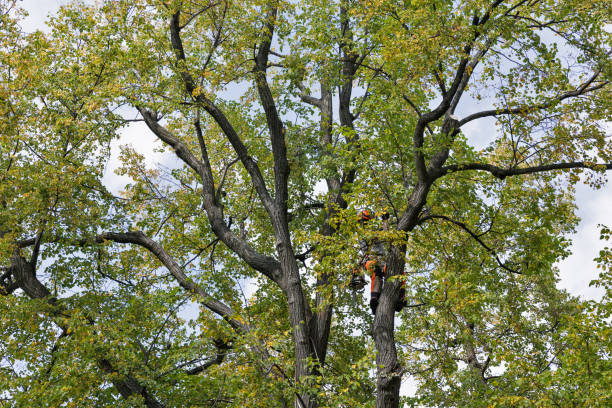  Ladson, SC Tree Removal Services Pros